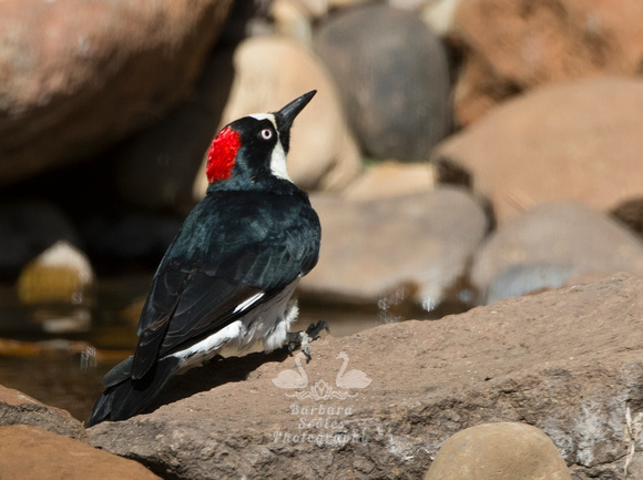 Acorn Woodpecker