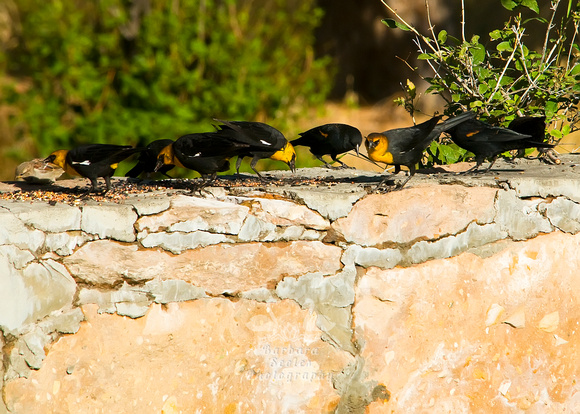 Yellow Headed and Red Winged Blackbirds