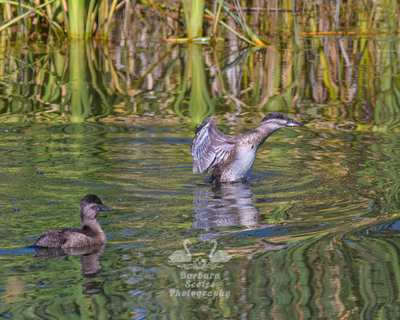 Young Ruddy Ducks