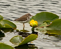 Spotted Sandpiper