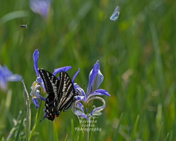 Swallowtail Butterfly on Wild Iris