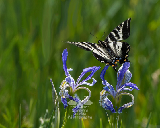Swallowtail Butterfly on Wild Iris