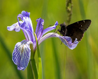 Black Butterfly on Wild Iris