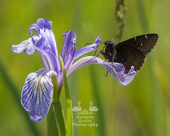 Black Butterfly on Wild Iris