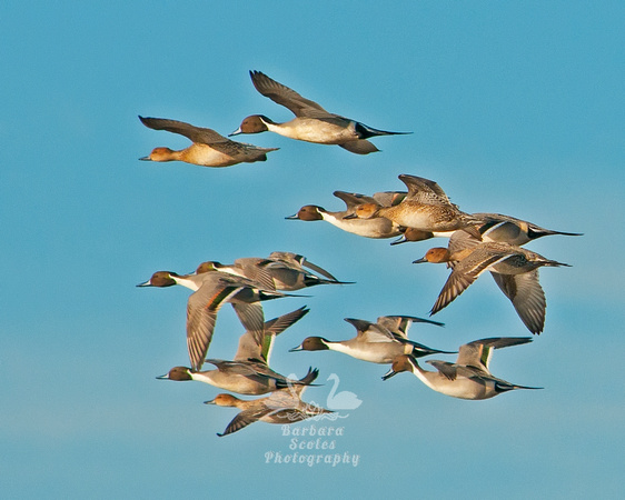 Pintails