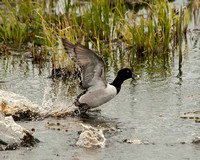 Ring Necked Duck