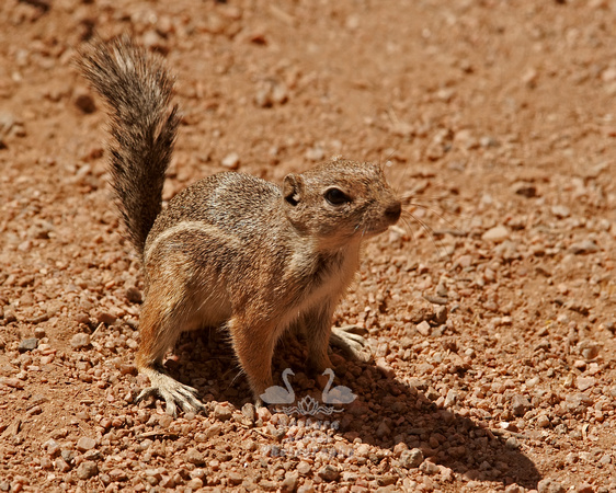 Antelope Squirrel