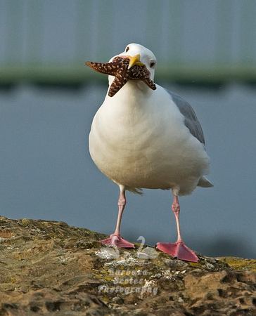 Thayer's Gull