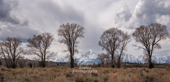 Cottonwood Trees and the Tetons