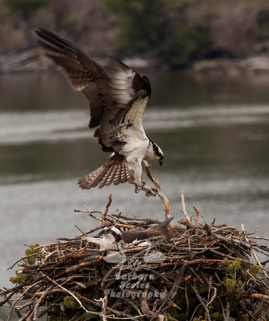 Nesting Osprey Pair
