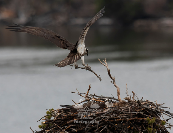 Nesting Osprey Pair