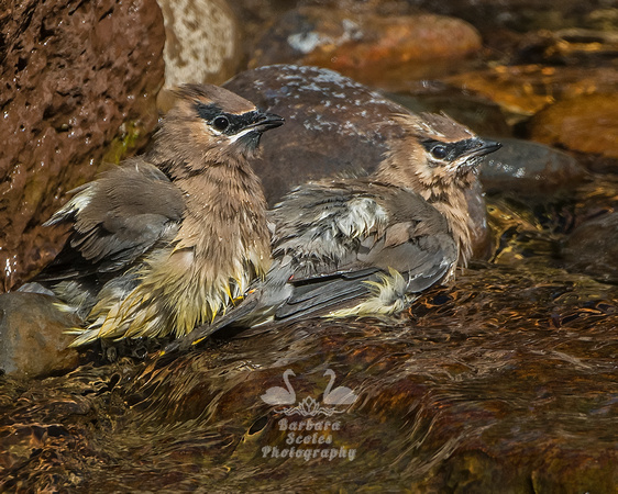 Cedar Waxwing