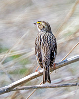 Savannah Sparrow