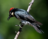 Acorn Woodpecker