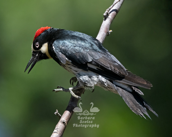 Acorn Woodpecker