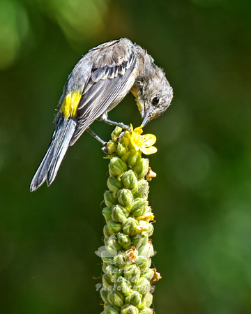 Yellow-rumped Warbler on Mullein