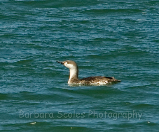 Immature Red Throated Loon