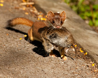 Long Tailed Weasel With a Vole