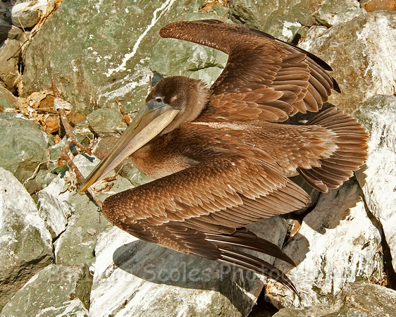 Immature Brown Pelican