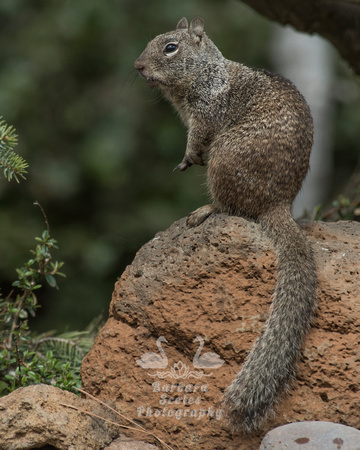 California Ground Squirrel