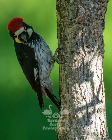 Acorn Woodpecker