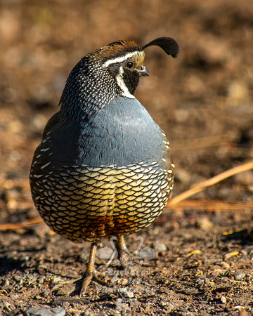 California Quail