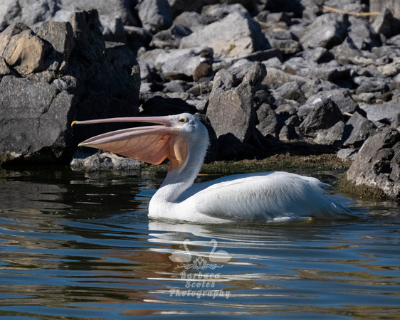 American White Pelican