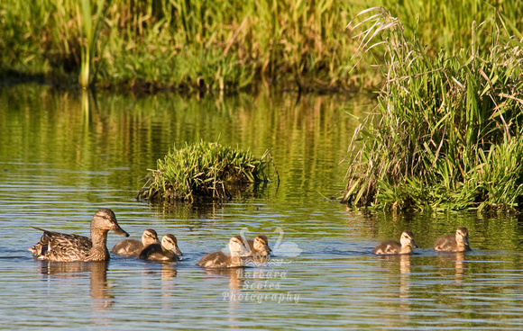 Mallard Female and Ducklings