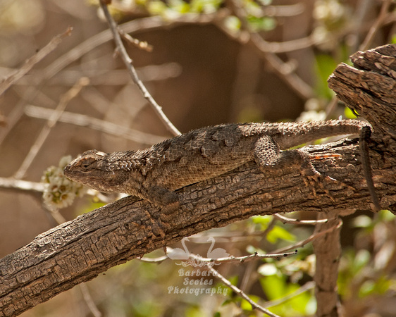 Desert Spiny Lizard