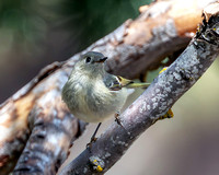 Ruby-crowned Kinglet