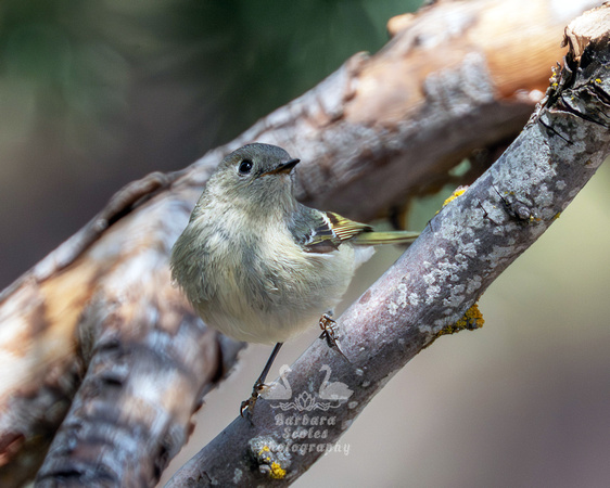 Ruby-crowned Kinglet