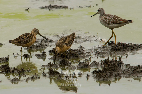 2 Long Billed Dowitchers and a Greater Yellowlegs