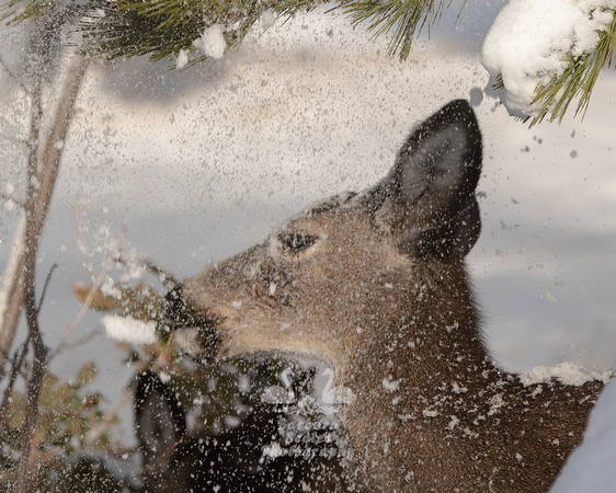 Black-tailed Deer