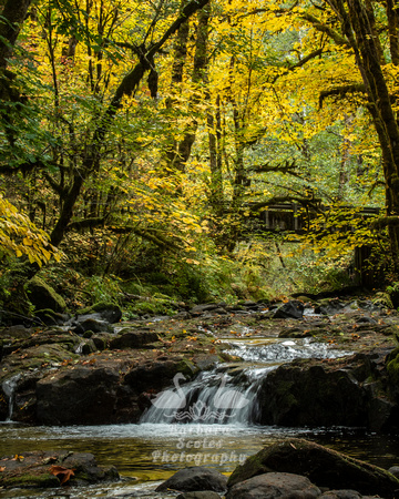 Marten's Creek, Vida Oregon