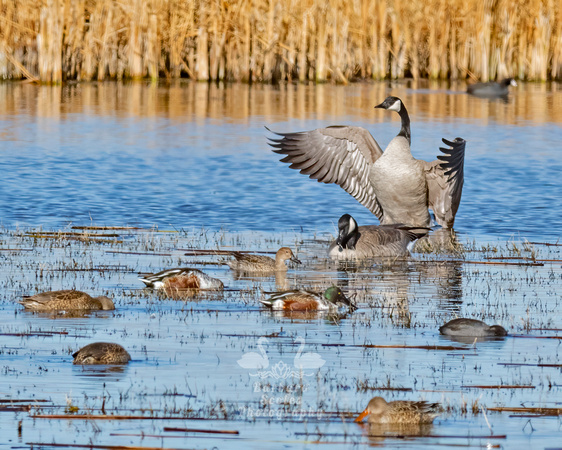 Canada Geese and Northern Shovelers