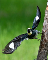 Acorn Woodpecker