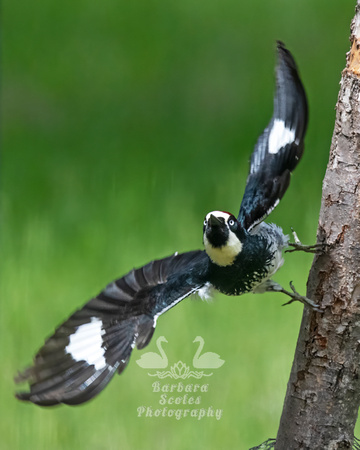 Acorn Woodpecker