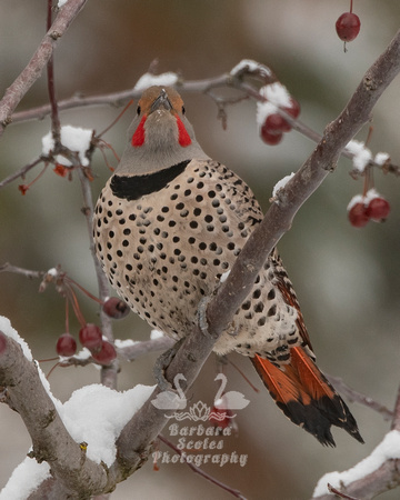 Northern Red-shafted Flicker