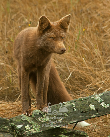 Red Fox Near the American Camp