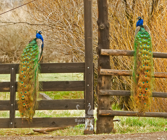 Beautiful Peacocks
