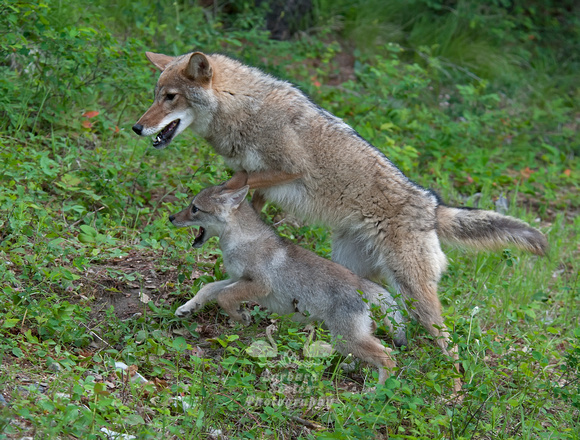 Coyote and Pup