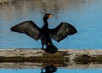 Cormorants, Loons