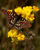 Butterfly on Sulphur Buckwheat