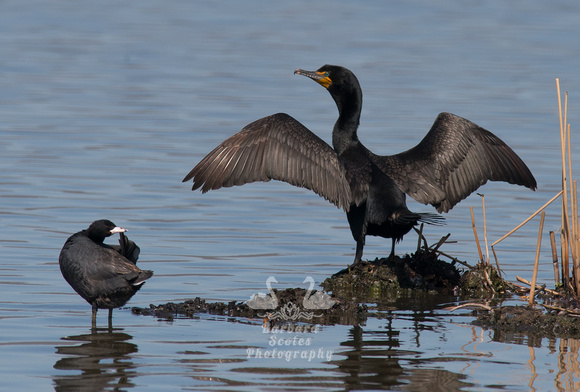 American Coot and Double-crested Cormorant