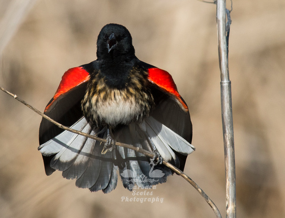 An Unusual Red-winged Blackbird