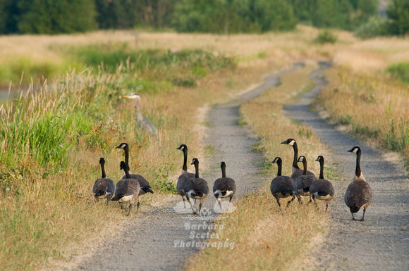 Canada Geese on a Sunday Stroll