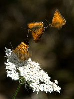 Butterflies on Queen Anne's Lace
