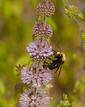 Yellow-faced Bumble Bee
