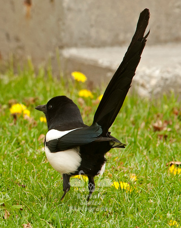 Black Billed Magpie