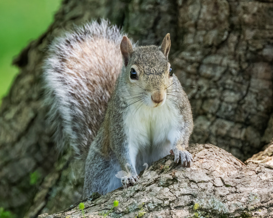 Eastern Fox Squirrel